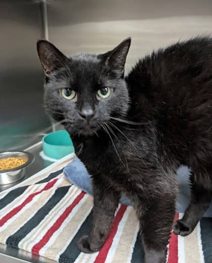 Max - Domestic Shorthair available for adoption
