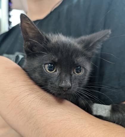 Bear - Domestic Shorthair cat available for adoption at Sarnia & District Humane Society in Sarnia
