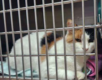 Suzie - Domestic Shorthair available for adoption