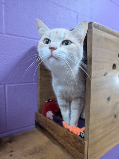 Chloe - Domestic Shorthair cat available for adoption at Sarnia & District Humane Society in Sarnia