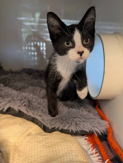 Mason - Domestic Shorthair cat available for adoption at Sarnia & District Humane Society in Sarnia