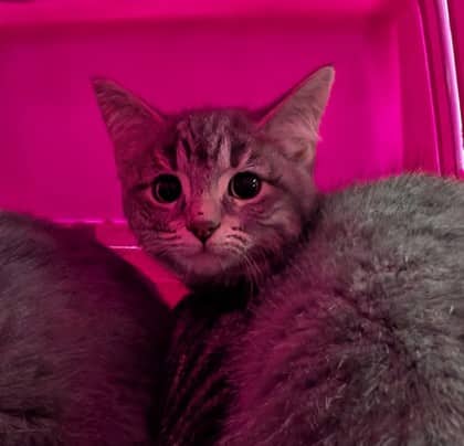 Winnifred - Domestic Shorthair cat available for adoption at Sarnia & District Humane Society in Sarnia