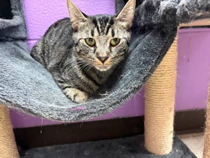 Orillia - Domestic Shorthair available for adoption
