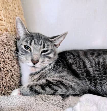 Socks - Domestic Shorthair available for adoption