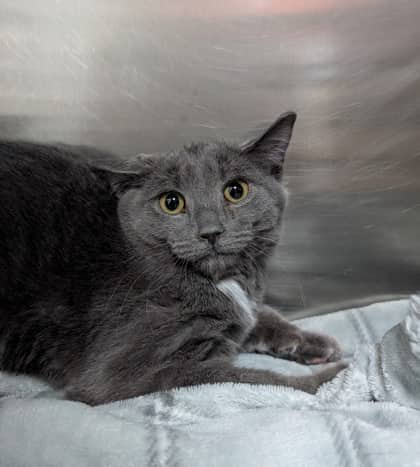 Lilac - Domestic Shorthair cat available for adoption at Sarnia & District Humane Society in Sarnia
