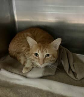Clark - Domestic Shorthair cat available for adoption at Sarnia & District Humane Society in Sarnia