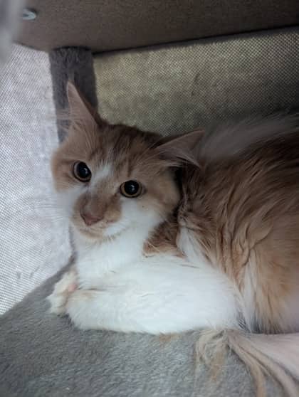 Grumpy - Domestic Medium Hair cat available for adoption at Sarnia & District Humane Society in Sarnia