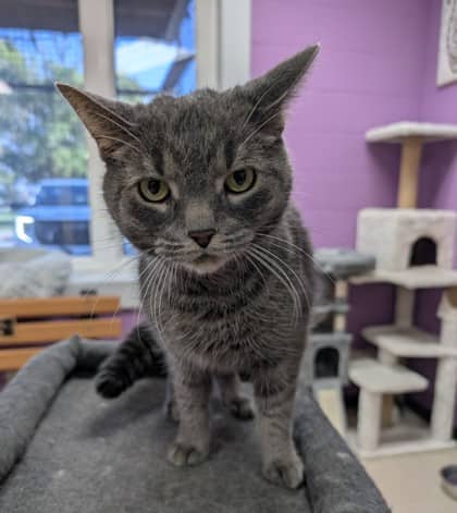 Fonzy - Domestic Shorthair cat available for adoption at Sarnia & District Humane Society in Sarnia