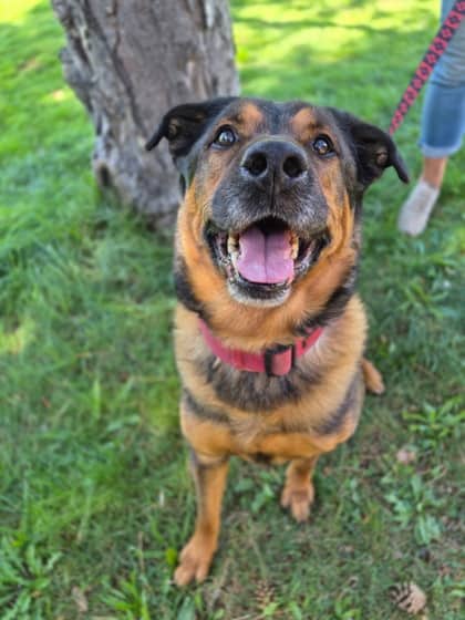 Trevor - Rottweiler available for adoption in Ontario