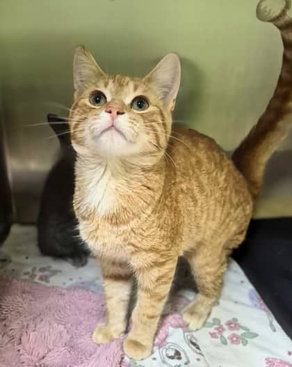 Julius - Domestic Shorthair available for adoption