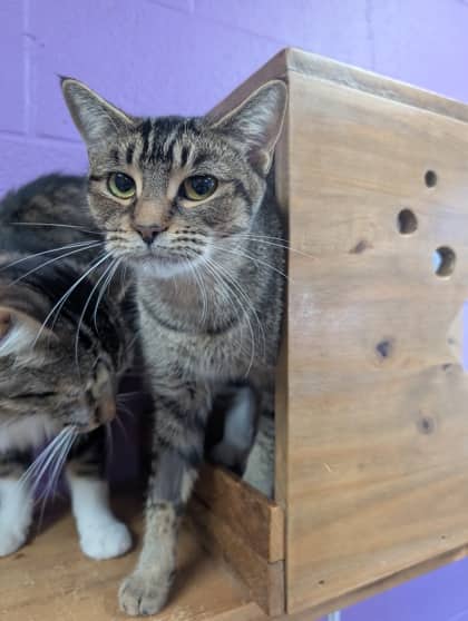 Splenda - Domestic Shorthair cat available for adoption at Sarnia & District Humane Society in Sarnia