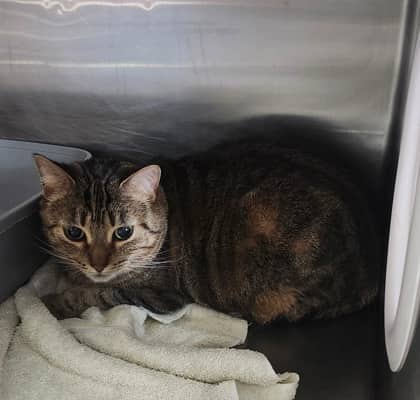 Rosebud - Domestic Shorthair available for adoption
