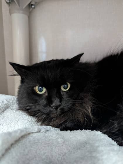 Myrtle - Domestic Medium Hair cat available for adoption at Sarnia & District Humane Society in Sarnia