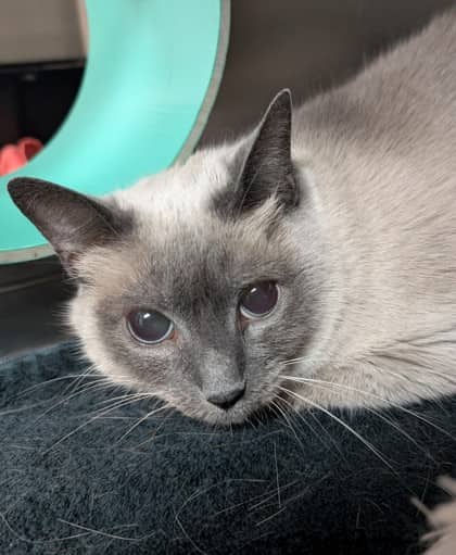 Maxi - Siamese available for adoption