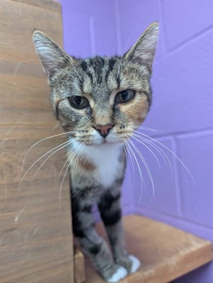 Brie - Domestic Shorthair available for adoption
