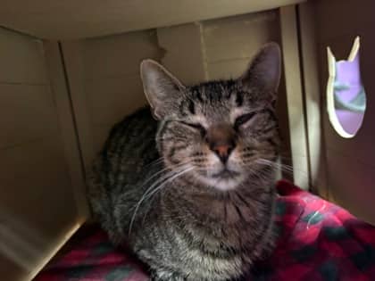 Charlotte - Domestic Shorthair available for adoption