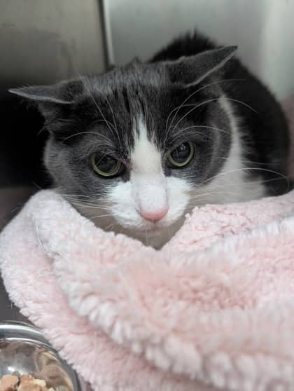 Kasey - Domestic Shorthair available for adoption