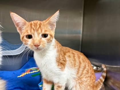 Mac - Domestic Shorthair available for adoption