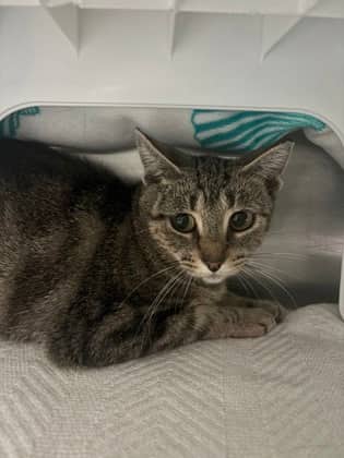 Squirt - Domestic Shorthair cat available for adoption at Sarnia & District Humane Society in Sarnia
