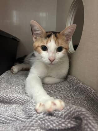 Lady Jane - Domestic Shorthair cat available for adoption at Sarnia & District Humane Society in Sarnia