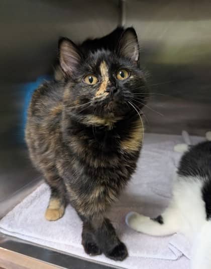 Belle - Domestic Medium Hair cat available for adoption at Sarnia & District Humane Society in Sarnia