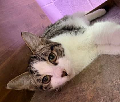 Deer - Domestic Shorthair available for adoption