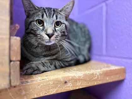 Twig - Domestic Shorthair available for adoption