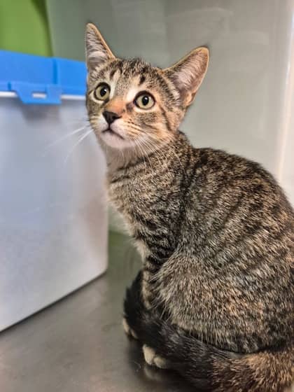 Lake - Domestic Shorthair cat available for adoption at Sarnia & District Humane Society in Sarnia