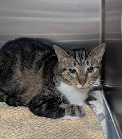 Piper - Domestic Shorthair cat available for adoption at Sarnia & District Humane Society in Sarnia