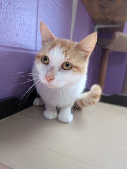 Sneezy - Domestic Shorthair available for adoption