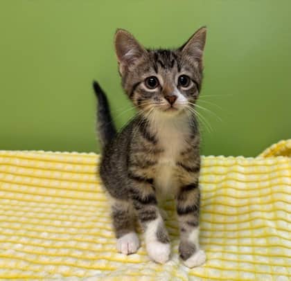 Texas - Domestic Shorthair cat available for adoption at Sarnia & District Humane Society in Sarnia
