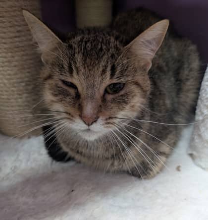 Rosie - Domestic Shorthair available for adoption