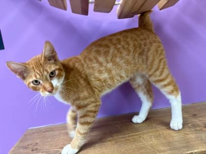 Carl - Domestic Shorthair available for adoption