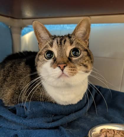Whitney - Domestic Shorthair available for adoption
