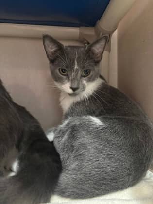 Drake - Domestic Shorthair available for adoption