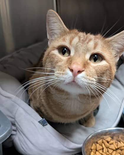 Switz - Domestic Shorthair cat available for adoption at Sarnia & District Humane Society in Sarnia