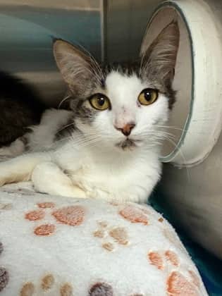 Dickory - Domestic Medium Hair cat available for adoption at Sarnia & District Humane Society in Sarnia