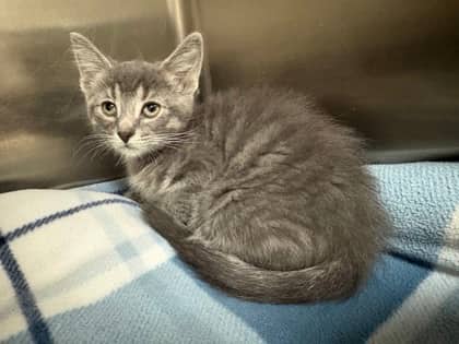 Alder - Domestic Shorthair available for adoption