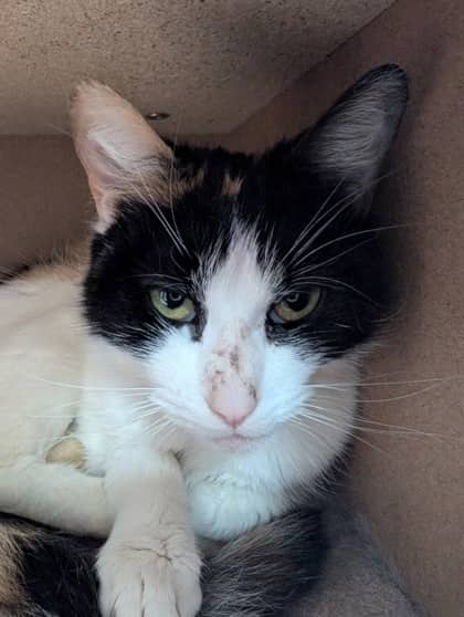 Goose - Domestic Shorthair cat available for adoption at Sarnia & District Humane Society in Sarnia