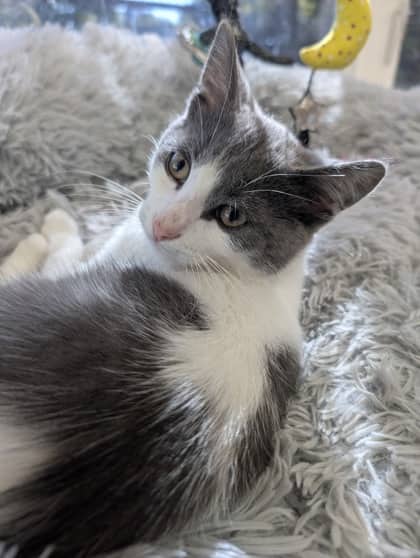 Baby Razz - Domestic Shorthair cat available for adoption at Sarnia & District Humane Society in Sarnia