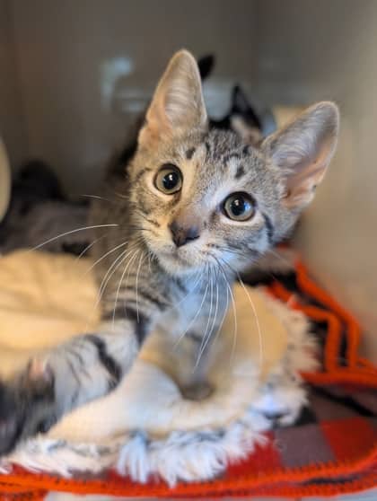 Bertie - Domestic Shorthair cat available for adoption at Sarnia & District Humane Society in Sarnia
