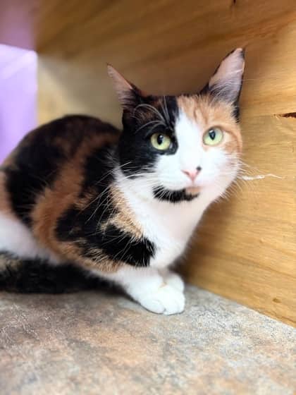 Sweets - Domestic Shorthair available for adoption