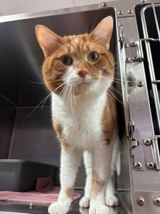 Case - Domestic Shorthair cat available for adoption at Sarnia & District Humane Society in Sarnia