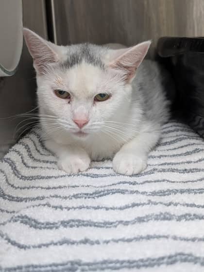Porsche - Domestic Shorthair available for adoption