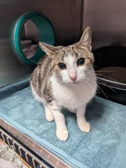 Stevia - Domestic Shorthair cat available for adoption at Sarnia & District Humane Society in Sarnia