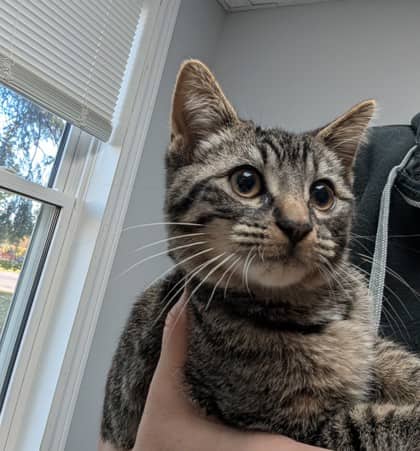 Pinto - Domestic Shorthair cat available for adoption at Sarnia & District Humane Society in Sarnia