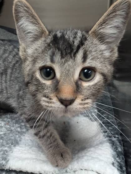Donald (#10) - Domestic Shorthair available for adoption