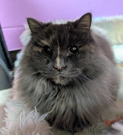 Precious - Domestic Longhair cat available for adoption at Sarnia & District Humane Society in Sarnia