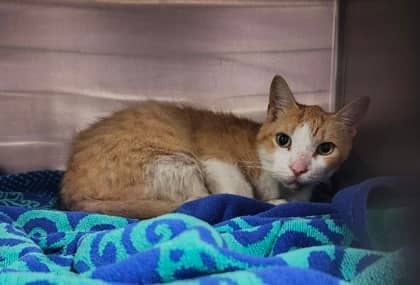 Prince Charming - Domestic Shorthair available for adoption