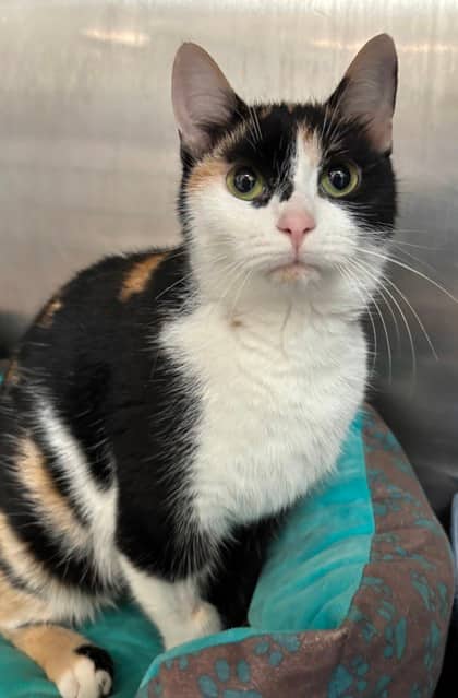 Patches - Domestic Shorthair available for adoption